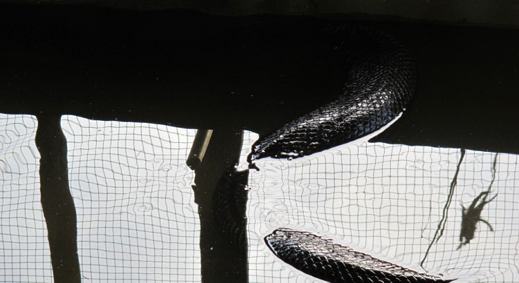 Anaconda, Amazon