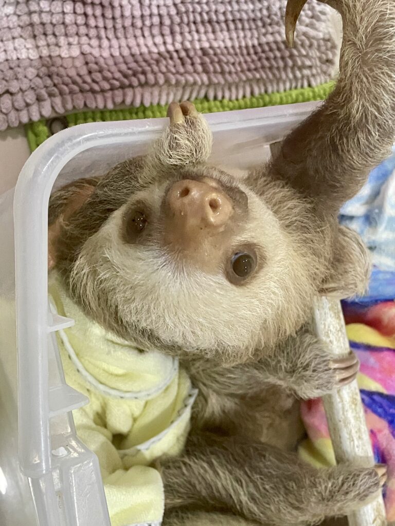 picture of baby two toed sloth looking at the camera