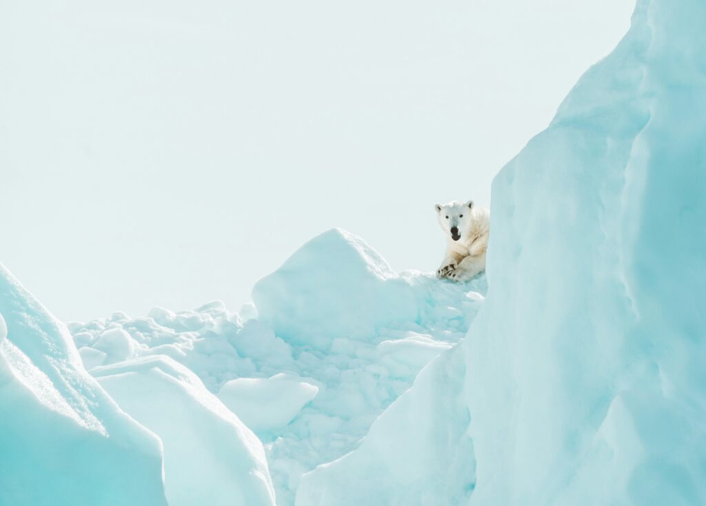 Photo of a polar bear with its paws crossed in front of it, looking down from a tall pile of snow and ice.
