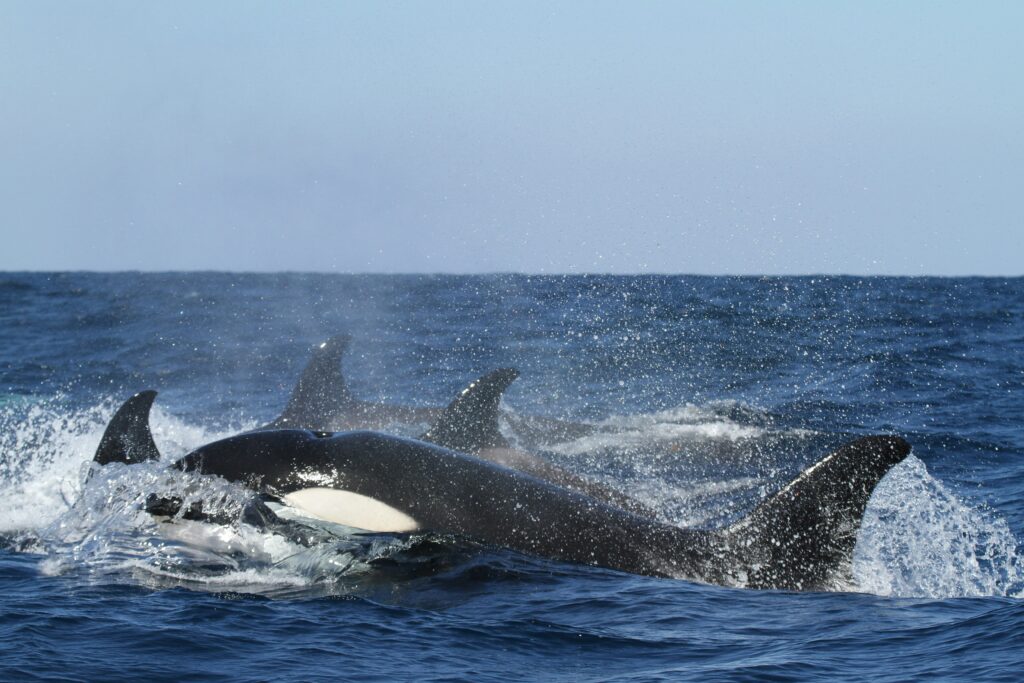 Picture of a pod of orca whales partially breaching the ocean water. Grey-blue sky in the background.