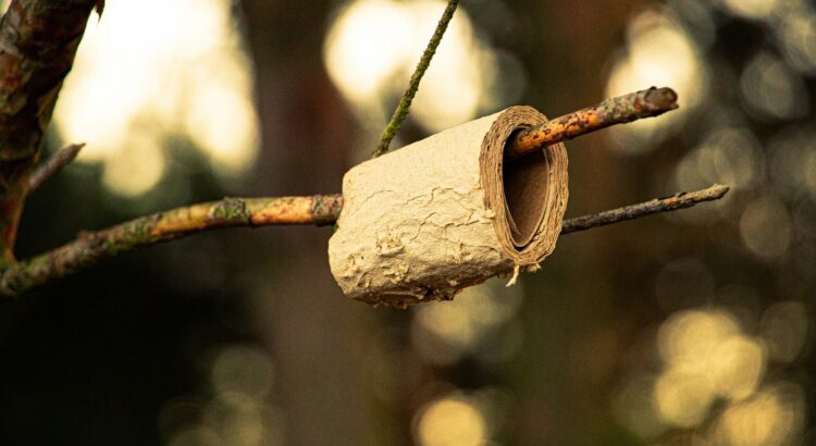Photo of a tree branch with a soggy, old roll of toilet paper on it