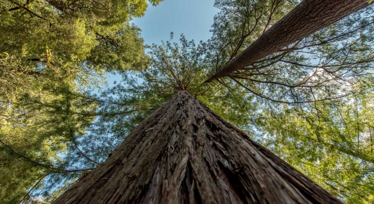 photo showing the trunk of a tree up close and the leaves and branches far away up in the sky