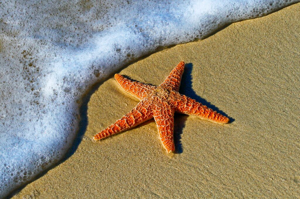 Photo of an orange, five-footed starfish in the sand as sea foam comes toward it, almost touching the left-side foot