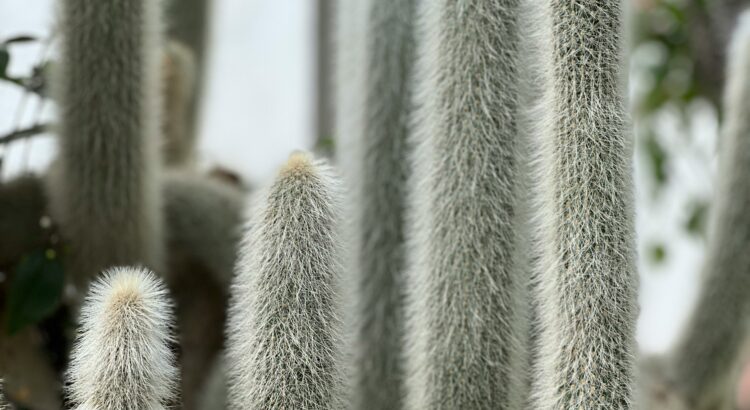 Photo of a light gray cactus with multiple branches