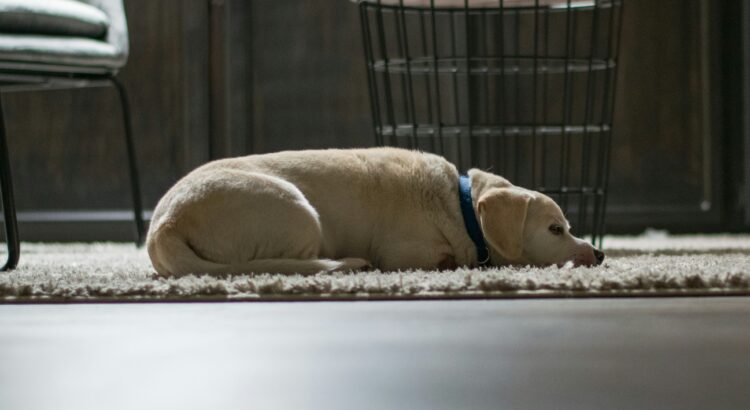 Adorable white dog sleeping on a white rug