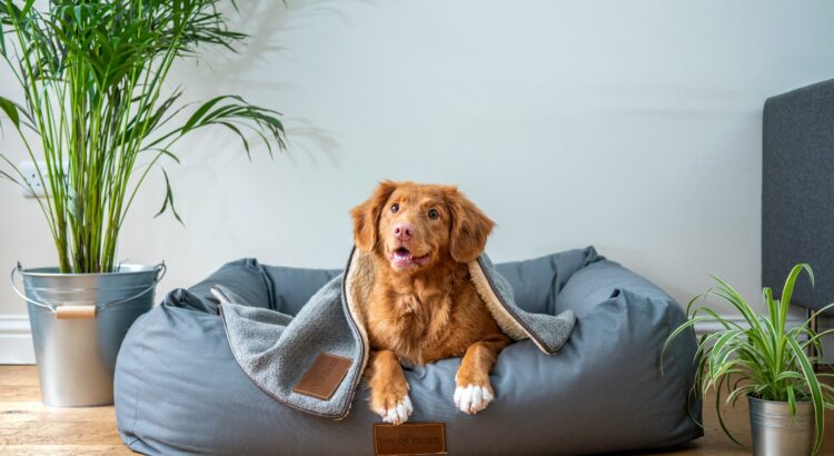 Photo of a cute brown puppy on a blue dog bed with a blue blanket and a blue wall. The floor is hardwood and there is a parlor palm in a pot to the left of the dog bed.