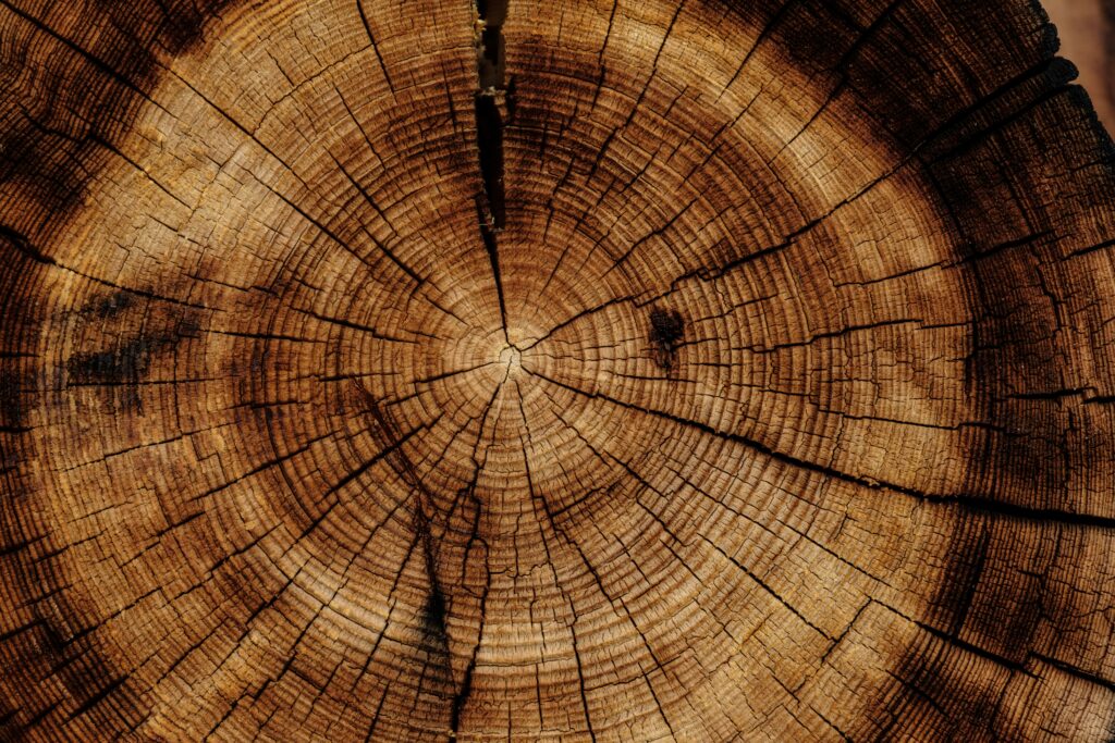 Close-up of tree rings