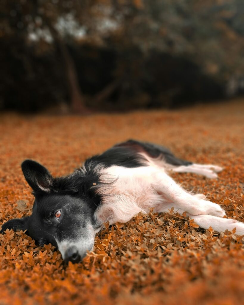 Photo of adorable black and white dog on a brown rug